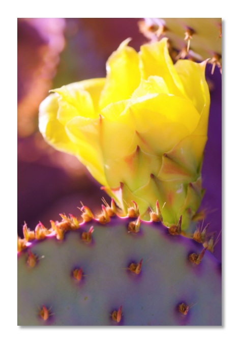 Magic Cactus Print by Rune – Joshua Tree Art And Music