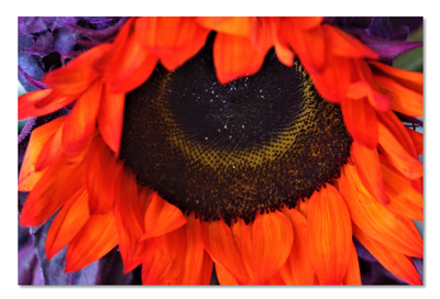 Orange Sunflower Print