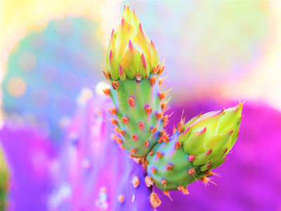 Cactus Pod Print
