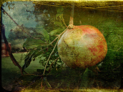 Pomegranate Harvest Print