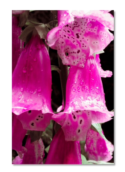 Pink Bellflowers Print