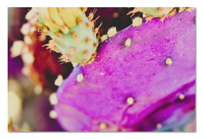 Purple Cactus Print