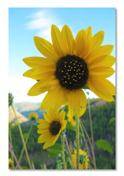 Sunflower Forest Print