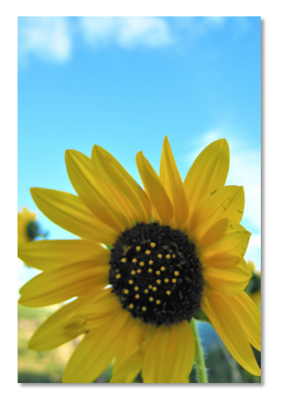 Sunflower Greeting Print