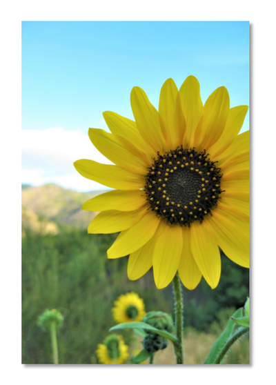 Sunflower Mountain Print