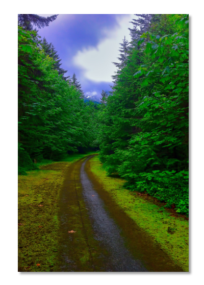 Washington Forest Path Print