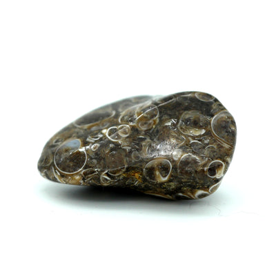 tumbled turritella agate stone